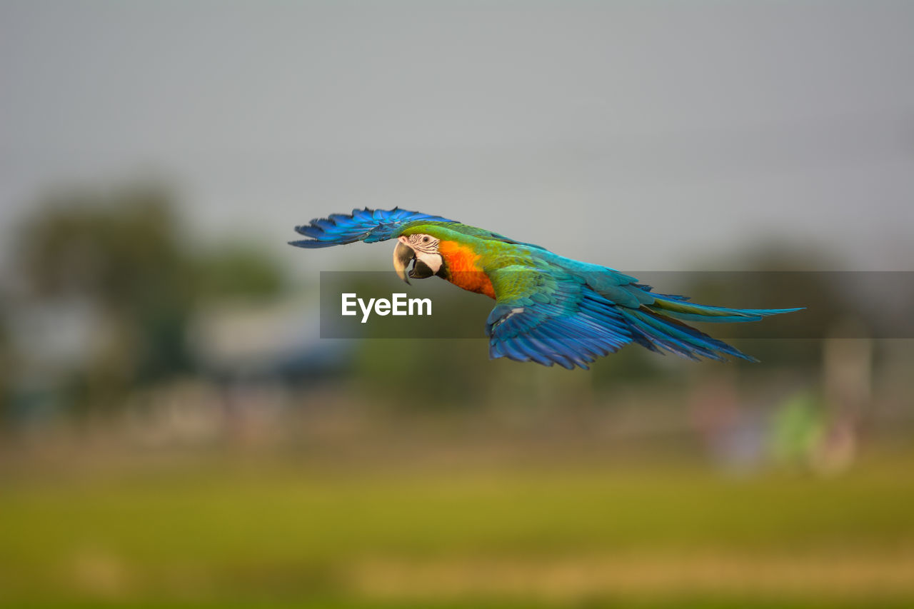 BUTTERFLY FLYING OVER A BLURRED MOTION