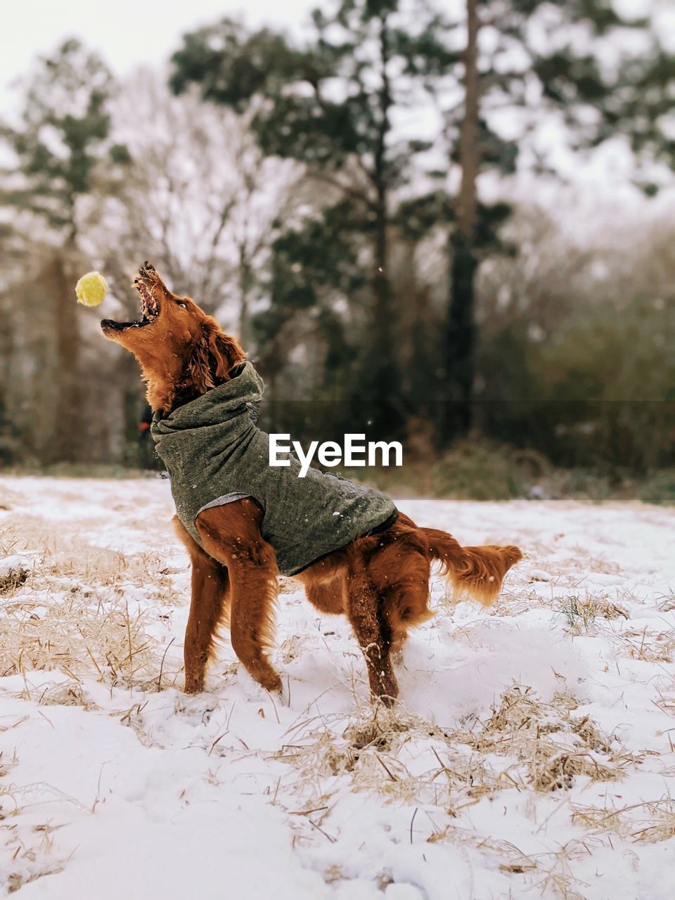 DOG STANDING ON SNOW