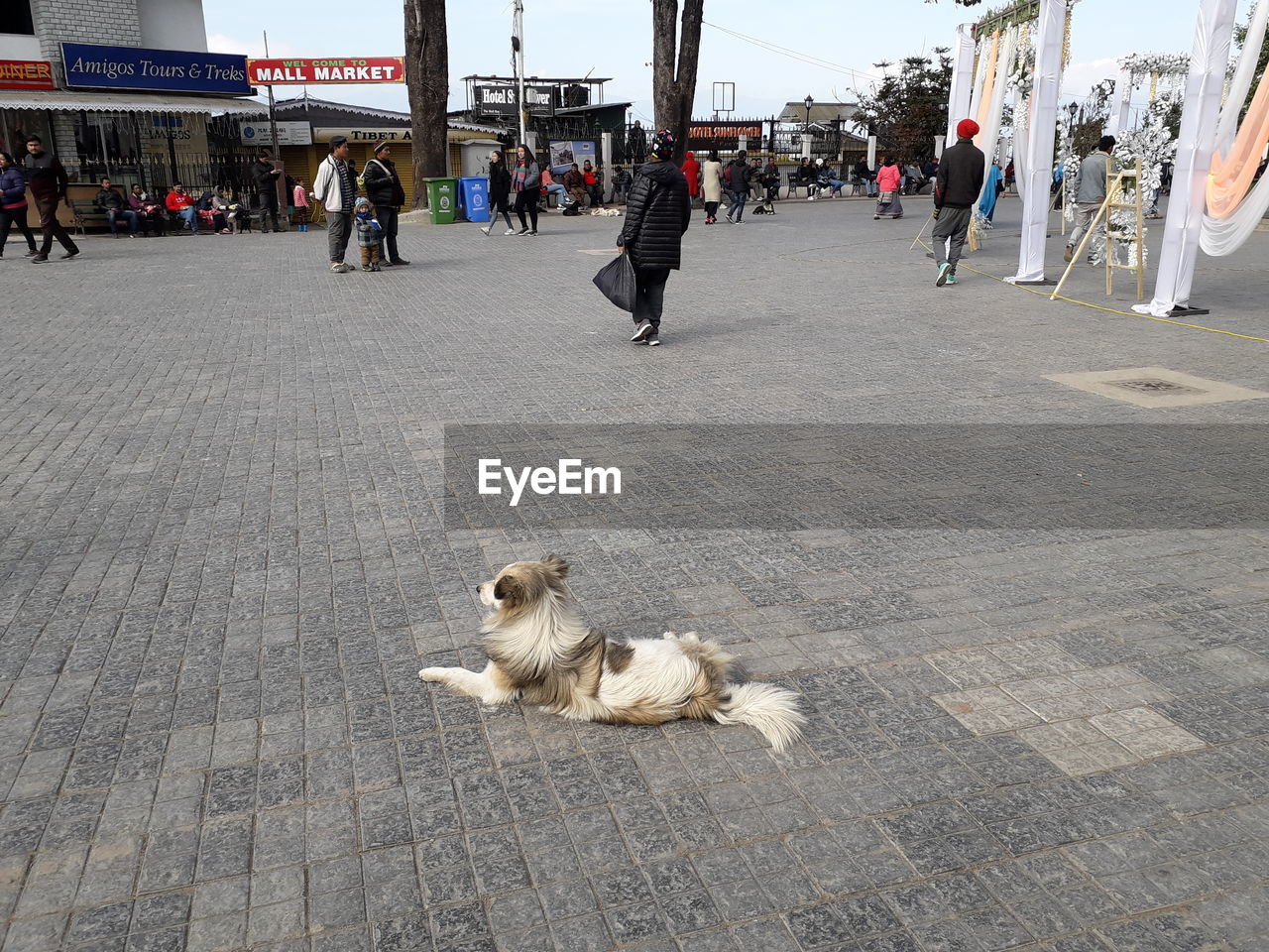 DOG SITTING ON FOOTPATH