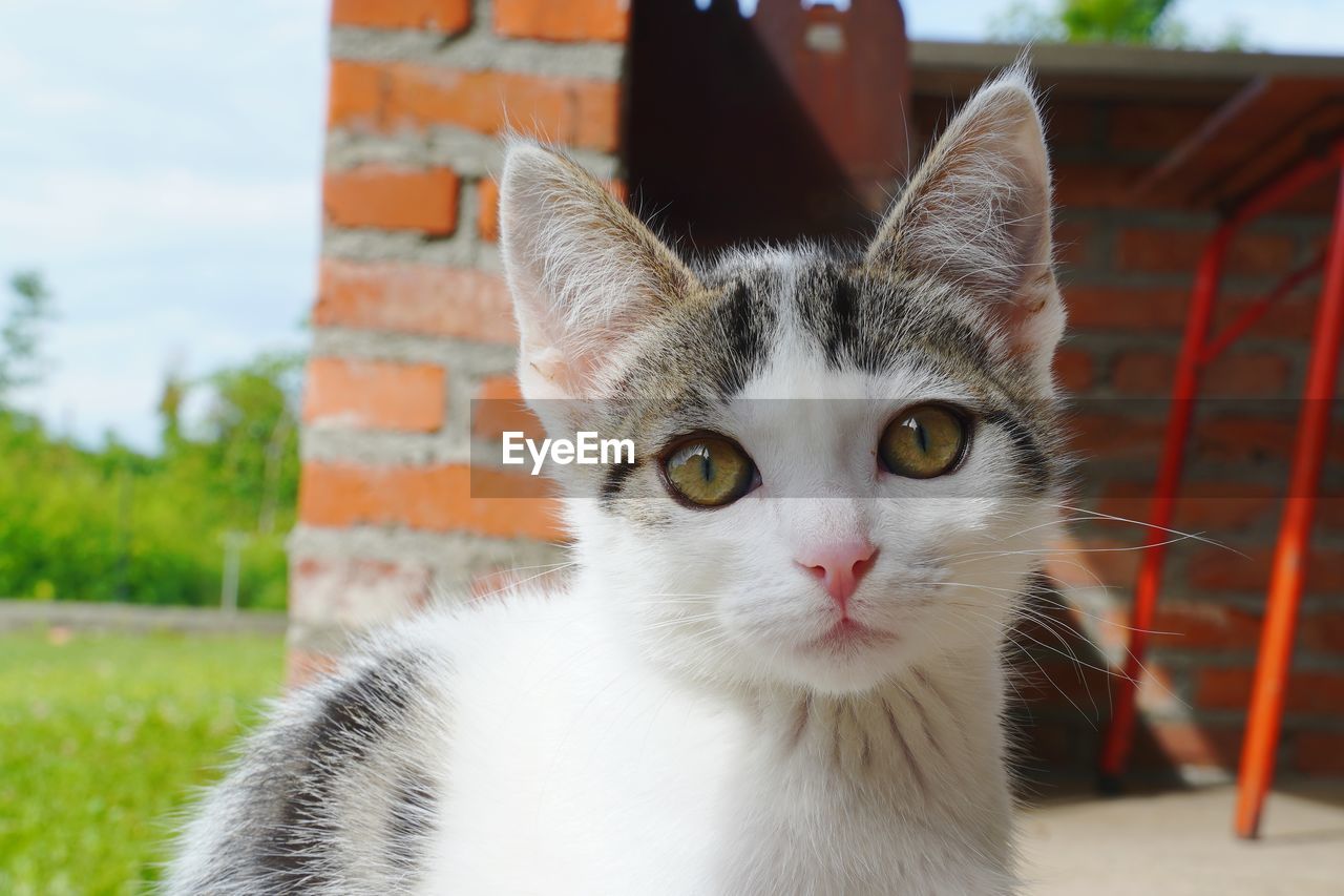 CLOSE-UP PORTRAIT OF CAT BY WHITE OUTDOORS