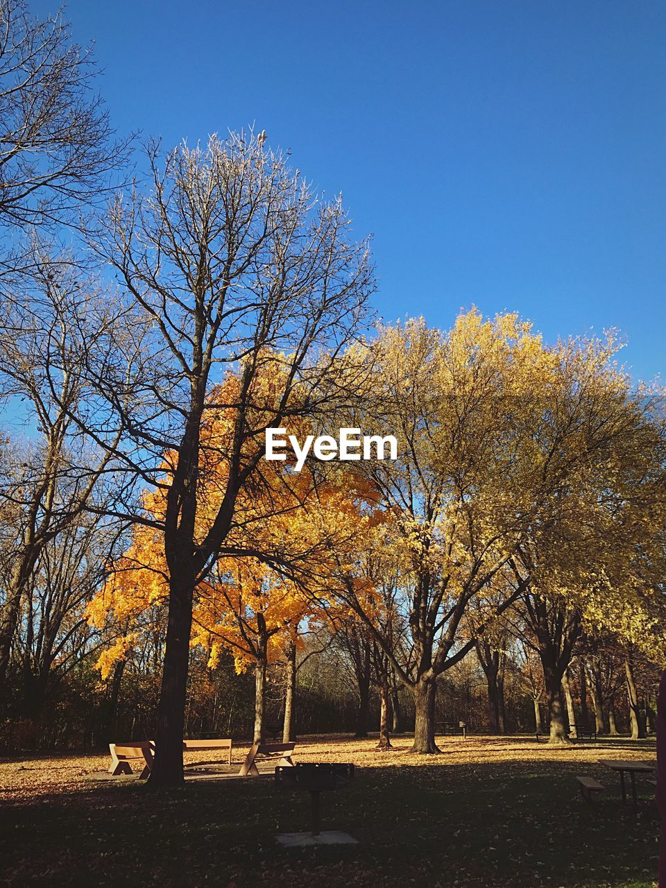 BARE TREES AGAINST CLEAR SKY