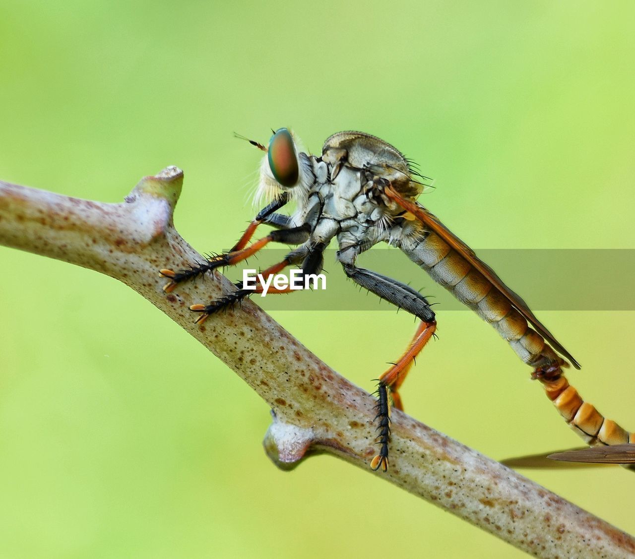 CLOSE-UP OF GRASSHOPPER ON TWIG