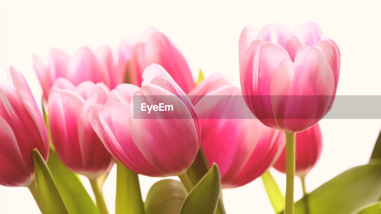 flower, plant, flowering plant, freshness, beauty in nature, pink, tulip, close-up, petal, nature, fragility, flower head, inflorescence, leaf, no people, plant part, vibrant color, springtime, growth, plant stem, green, outdoors