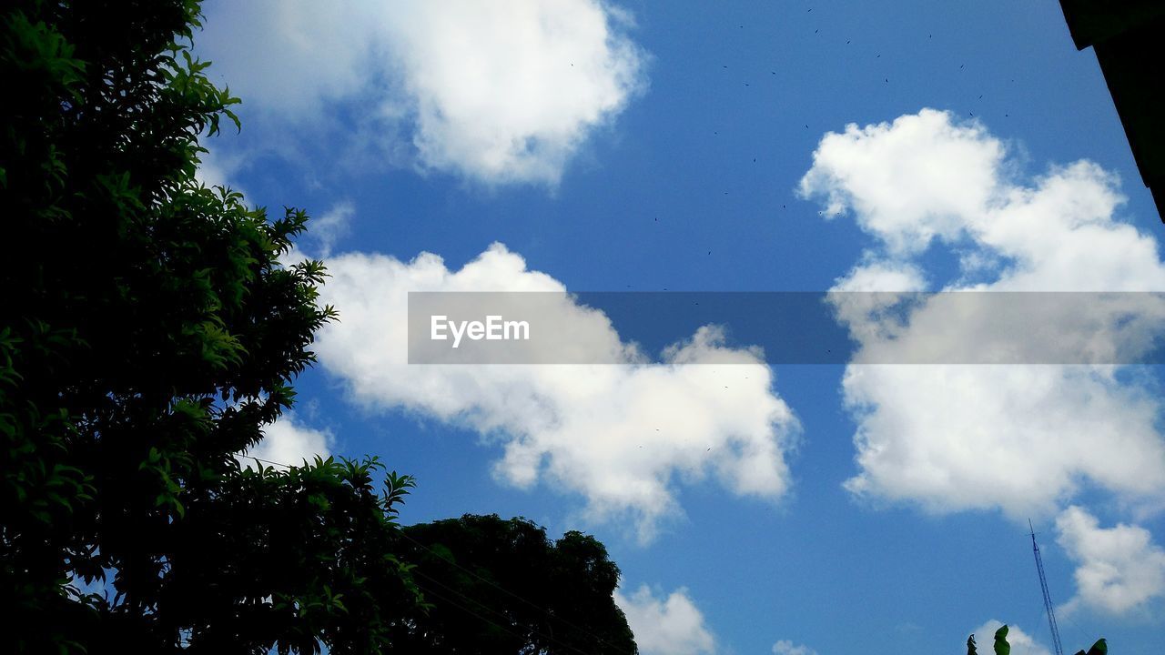 LOW ANGLE VIEW OF TREES AGAINST SKY