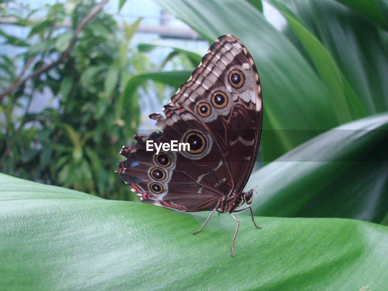 CLOSE-UP OF BUTTERFLY