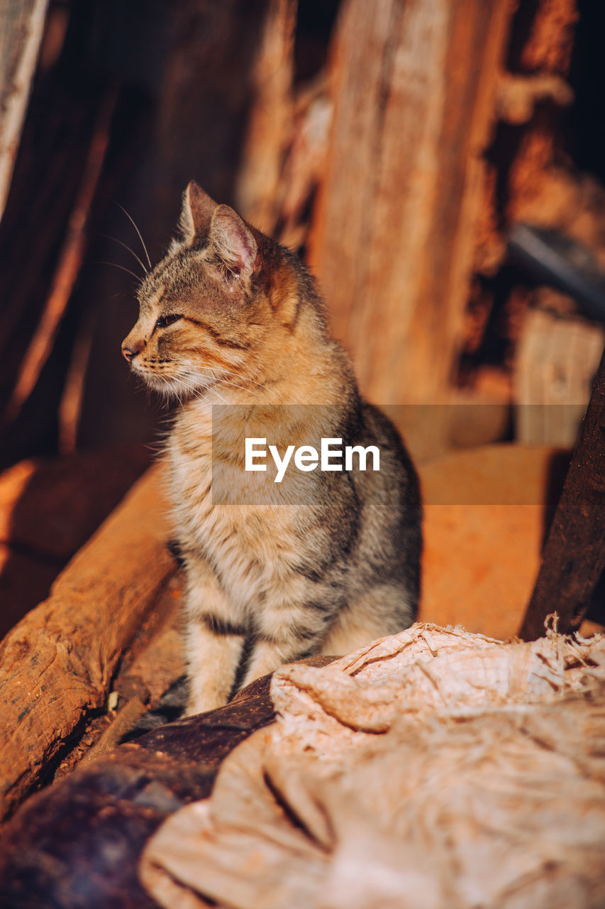 CLOSE-UP OF A CAT SITTING ON WOOD