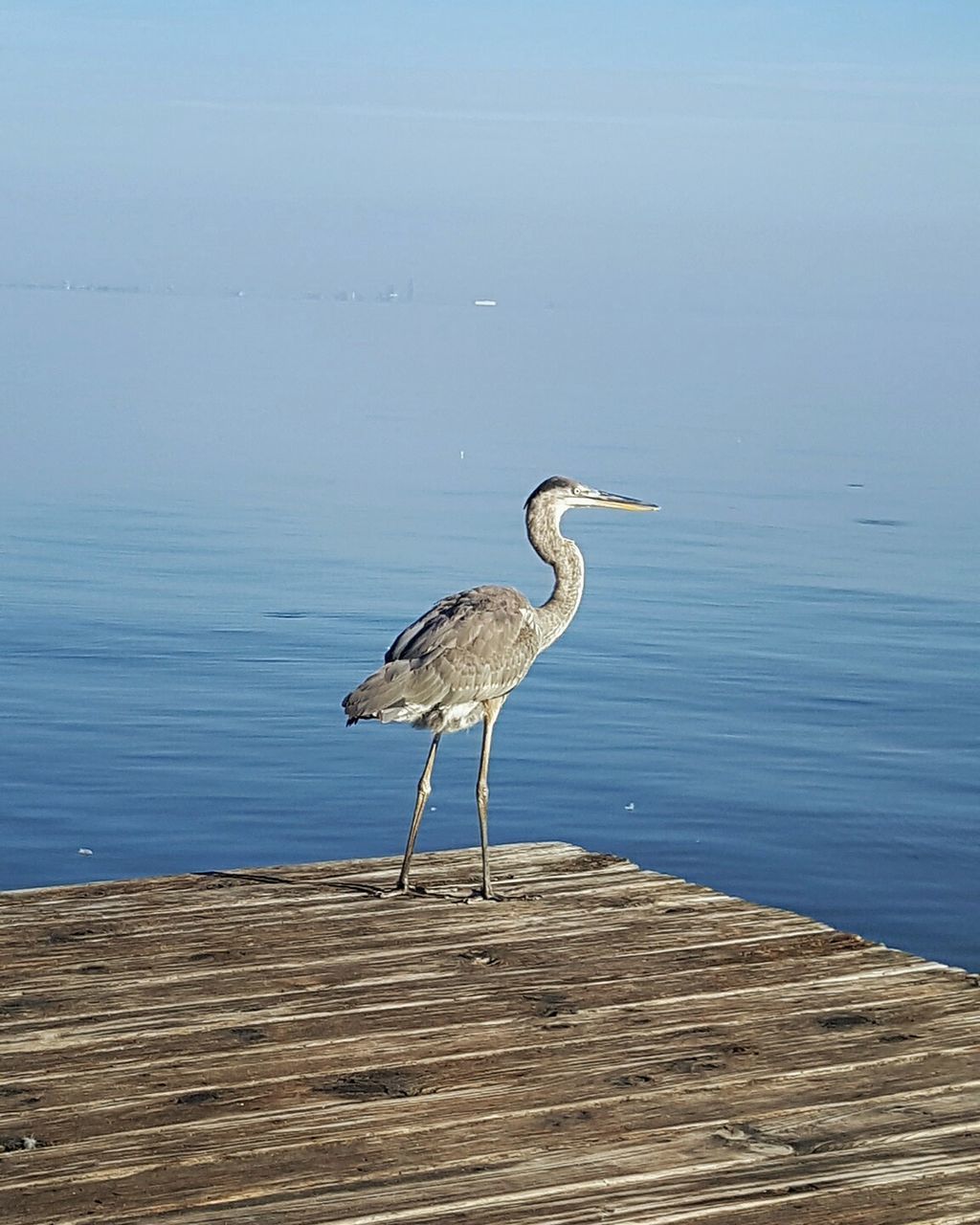 Grey heron perching on pier in mobile bay