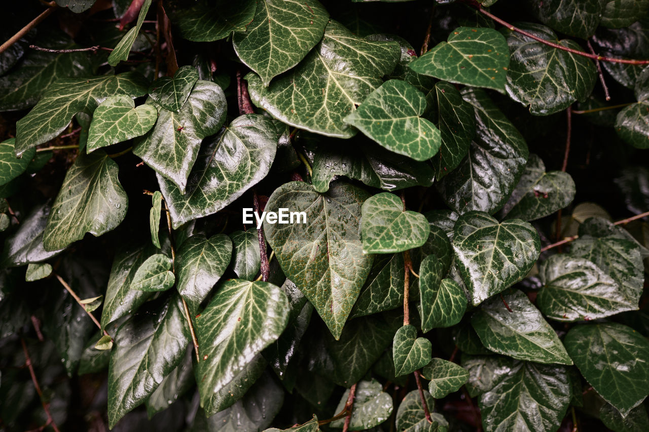 Full frame shot of plants during rainy season