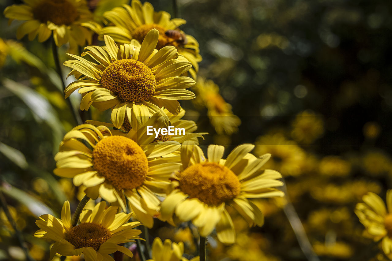 Close-up of yellow flowers blooming outdoors