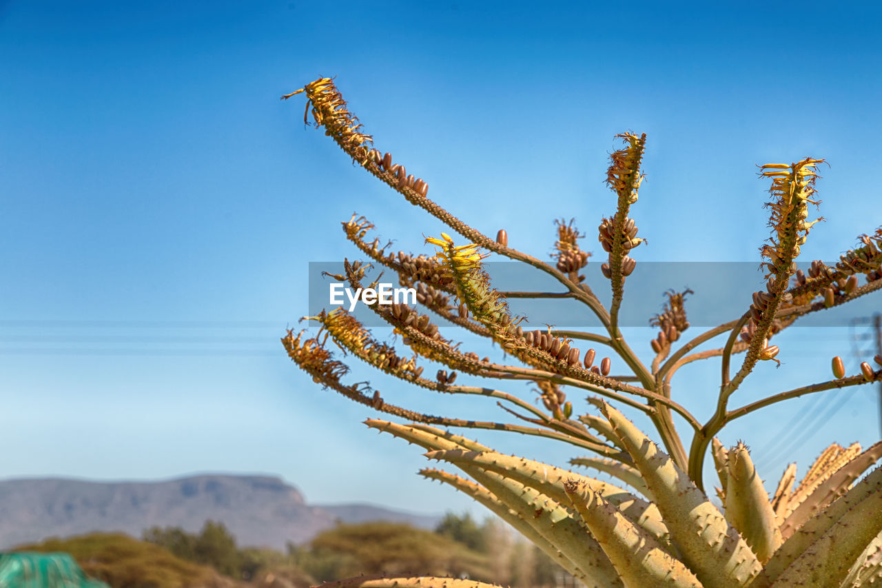 Low angle view of plant against sky