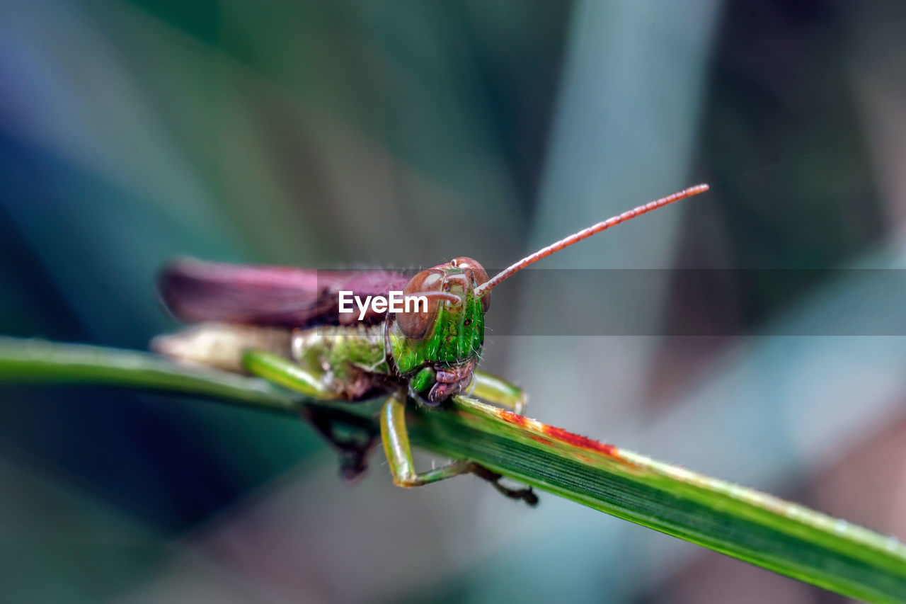 Close-up of grasshopper on a leaf