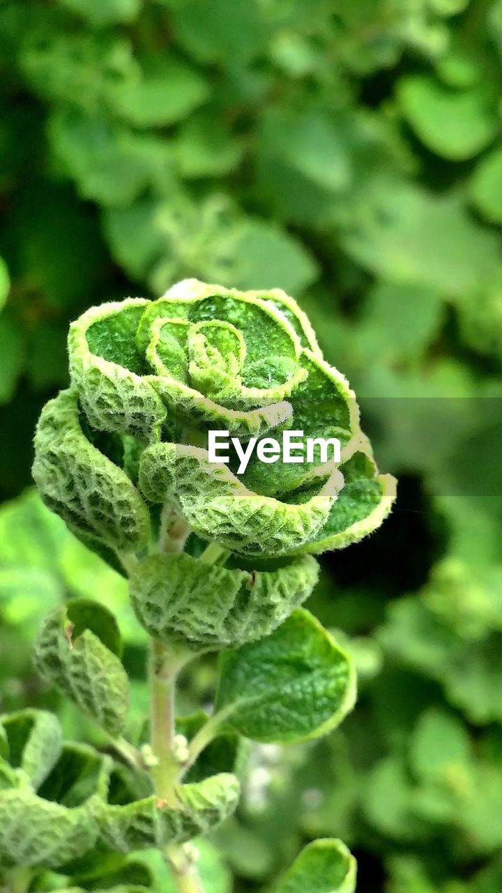 CLOSE-UP OF GREEN LEAVES