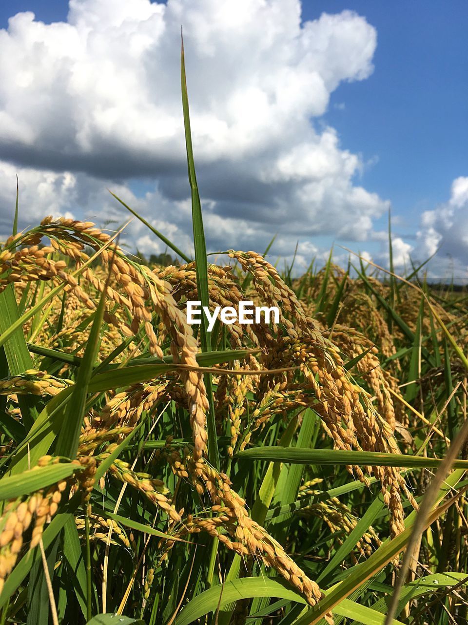 CLOSE-UP OF PLANTS GROWING IN FIELD AGAINST SKY