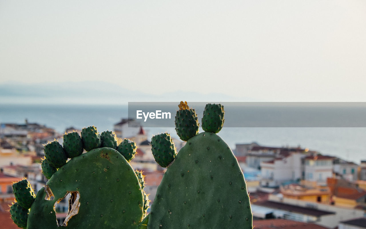 CLOSE-UP OF CACTUS GROWING ON SEA AGAINST SKY