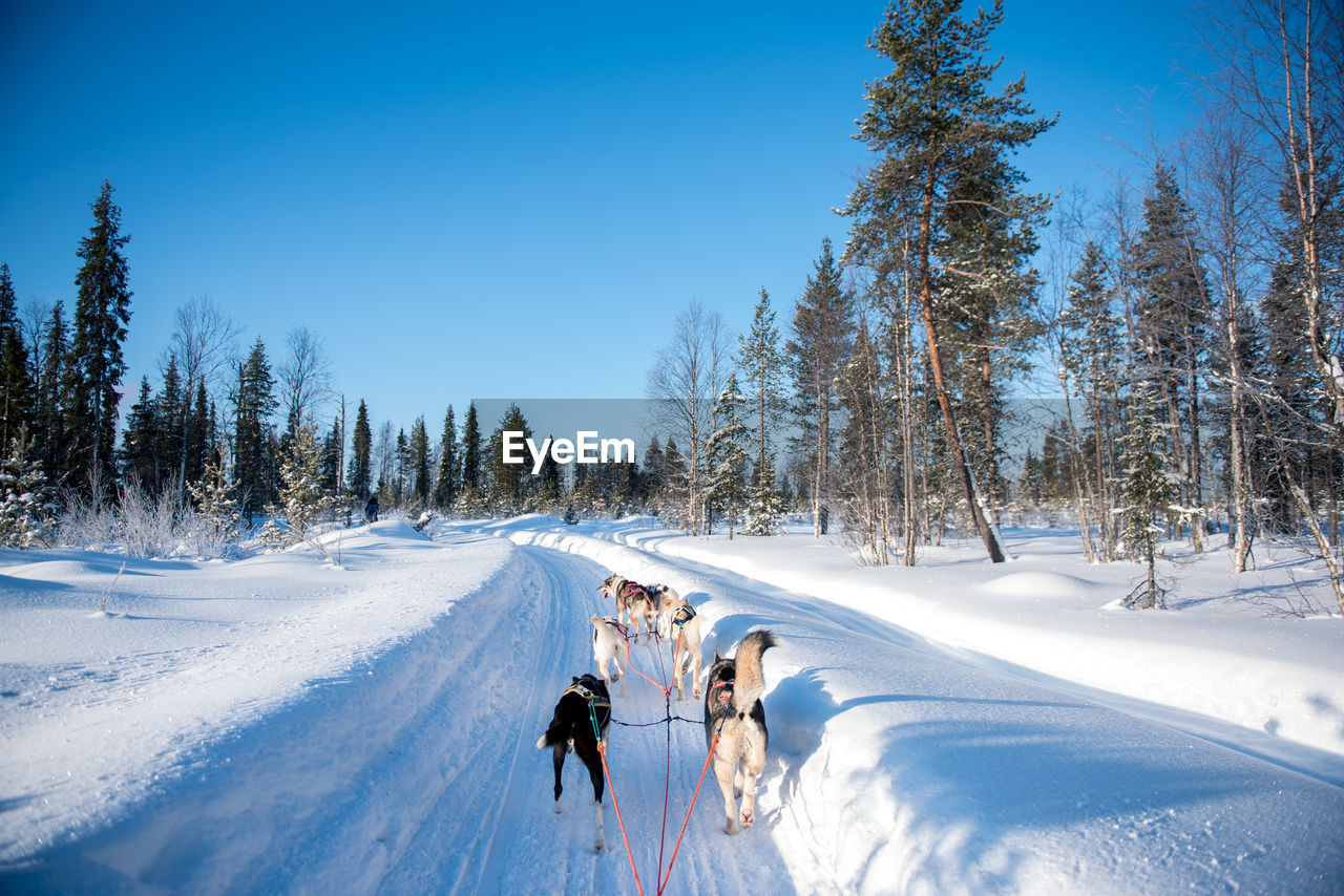 Sled dogs on snow covered landscape