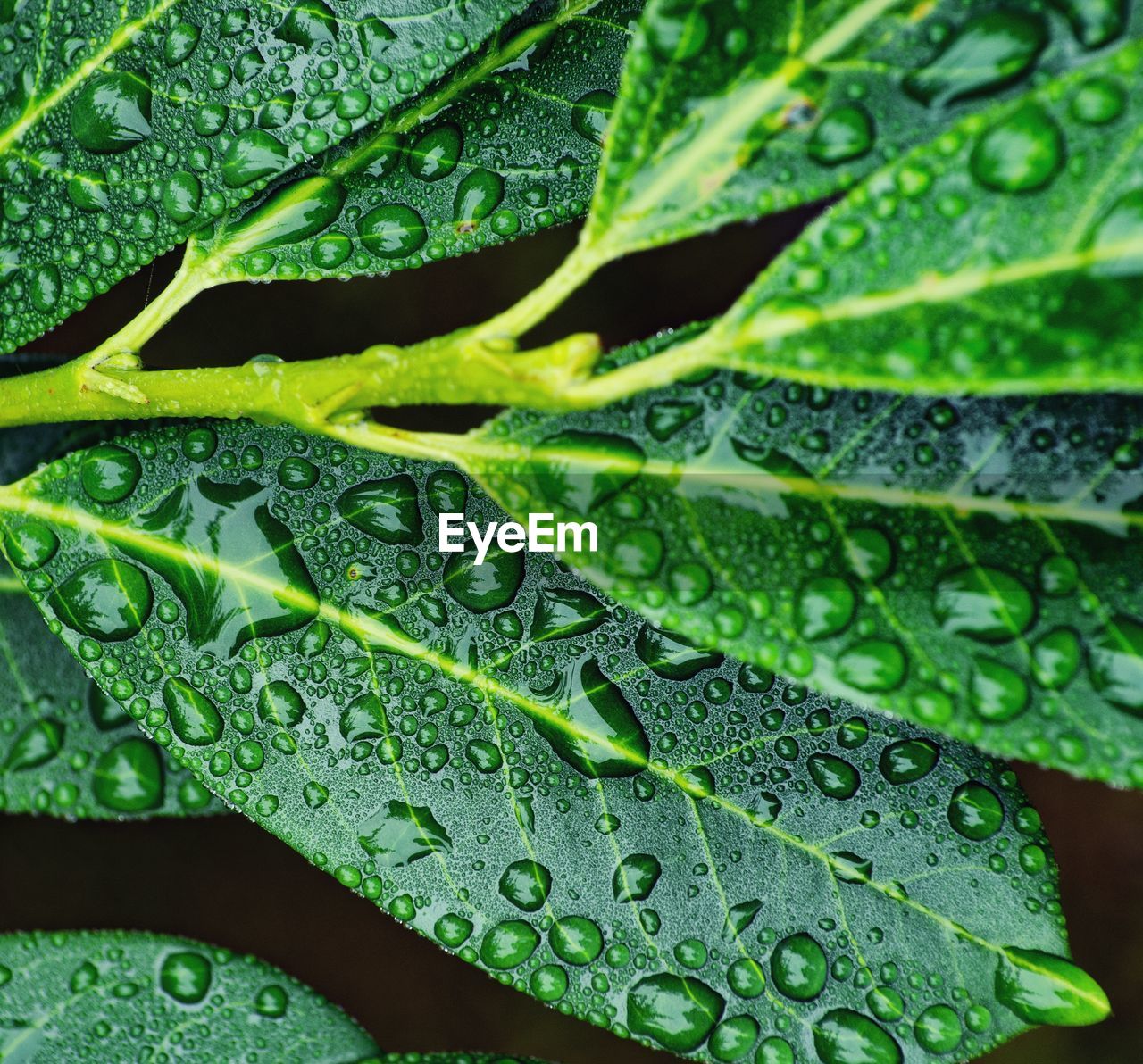 close-up of leaves