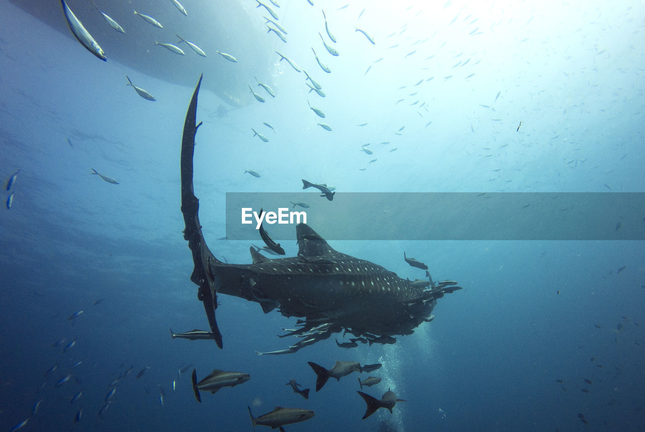 FISH SWIMMING UNDERWATER