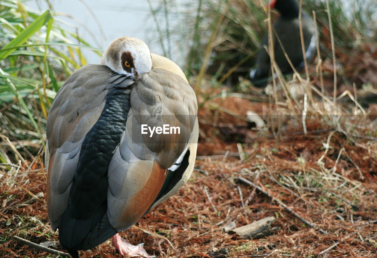 Close-up of egyptian goose