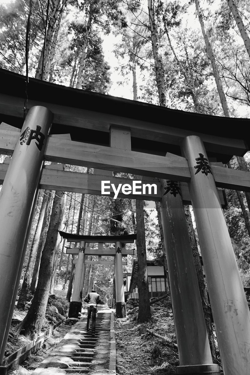 Low angle view of torii gates in forest