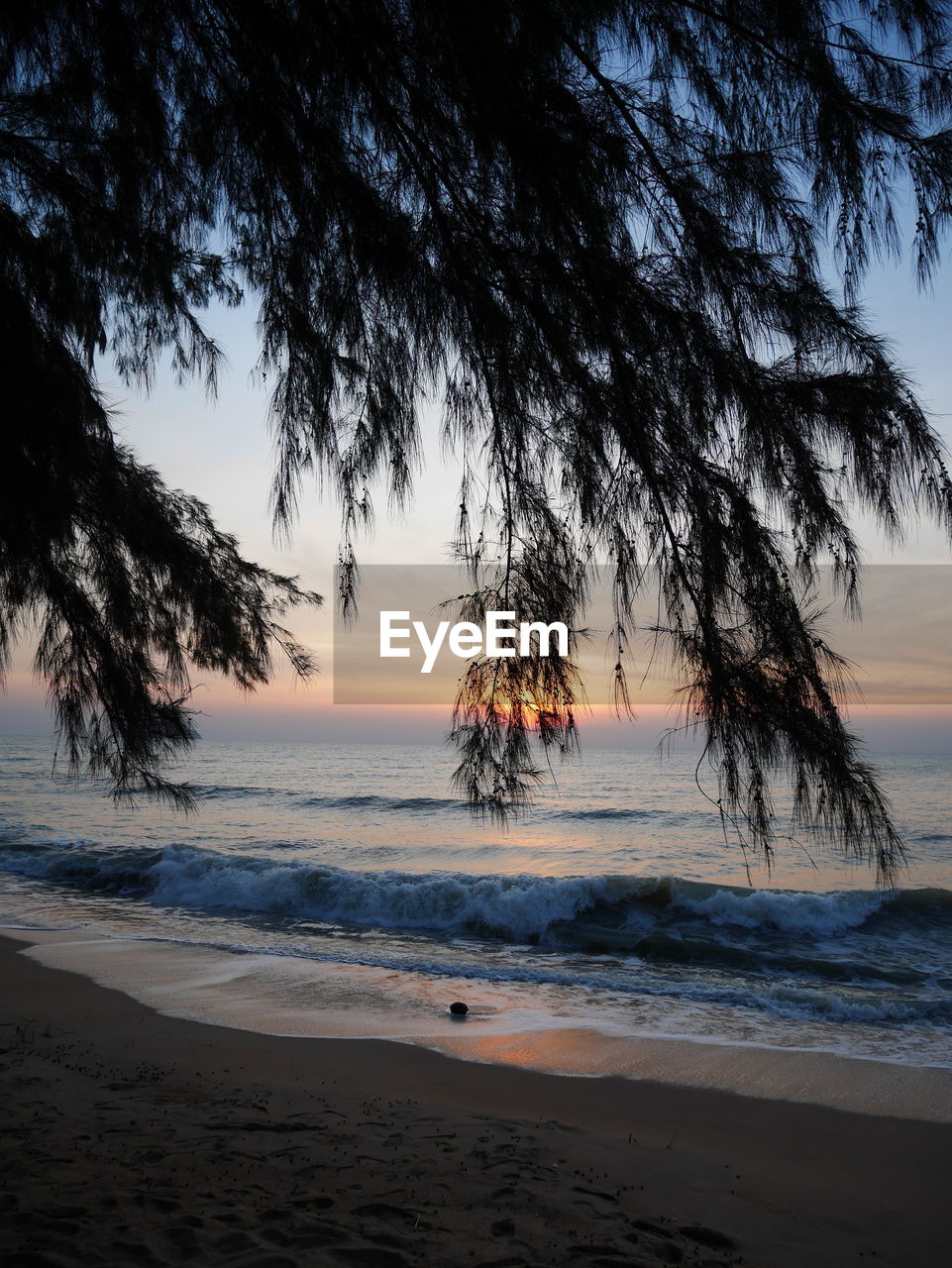 VIEW OF PALM TREE ON BEACH