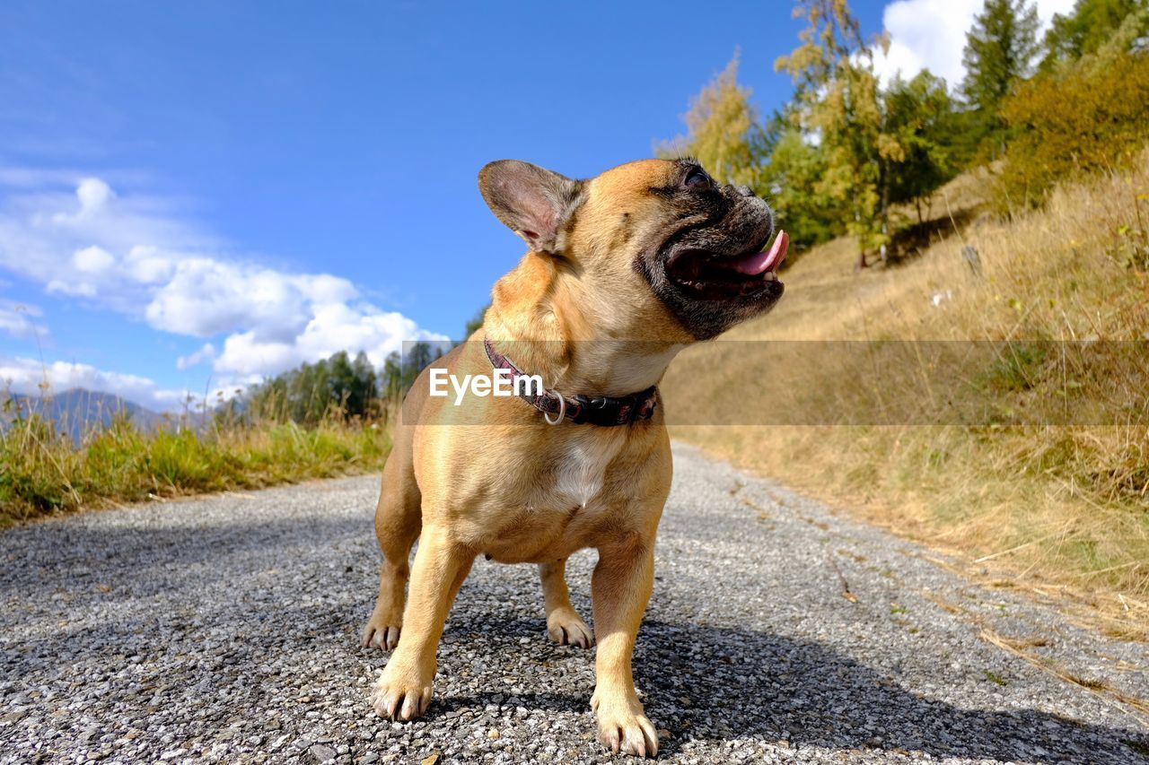 DOG LOOKING AWAY WHILE STANDING ON ROAD AGAINST SKY