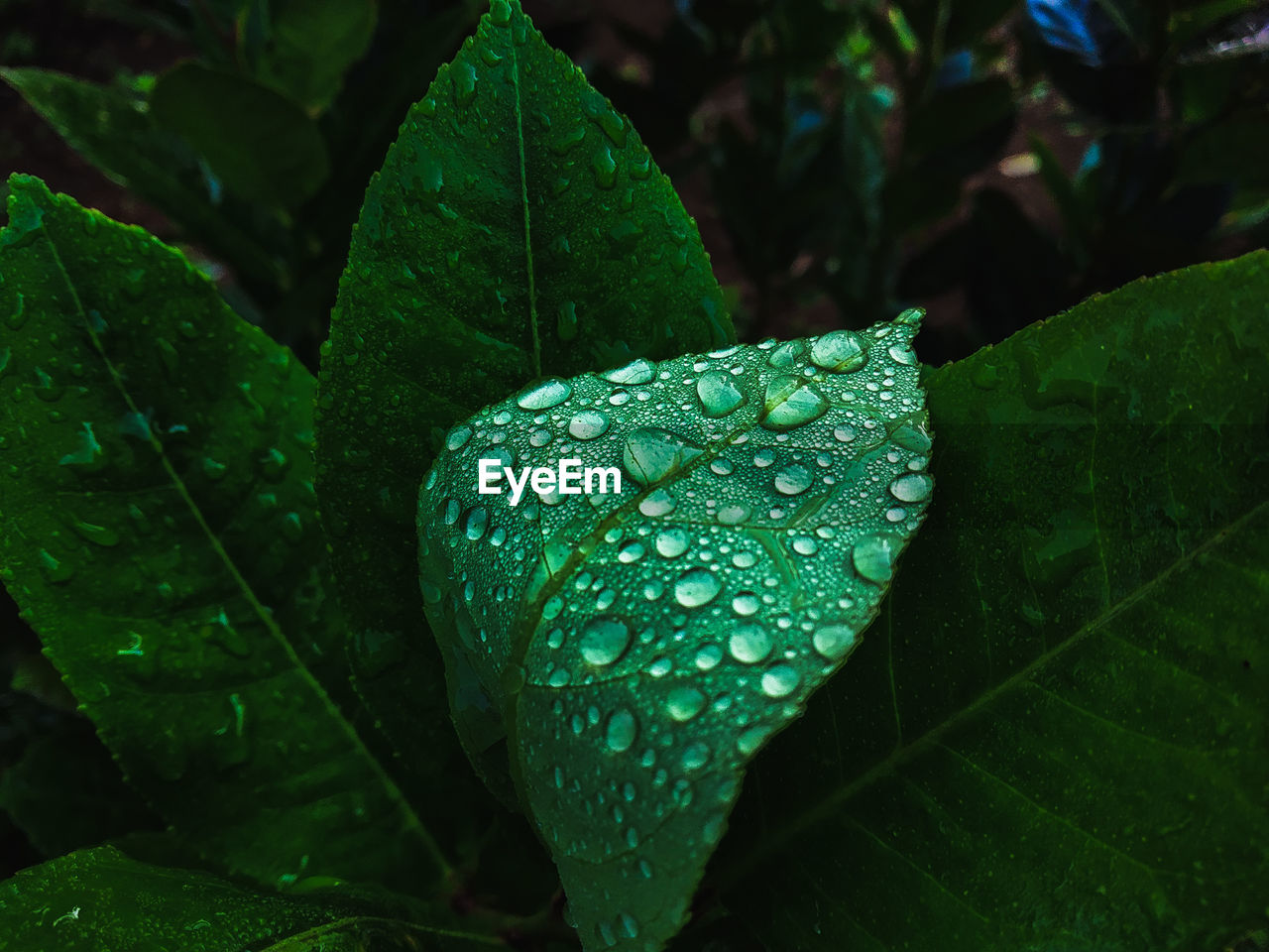 Water drop water spots on the leaves