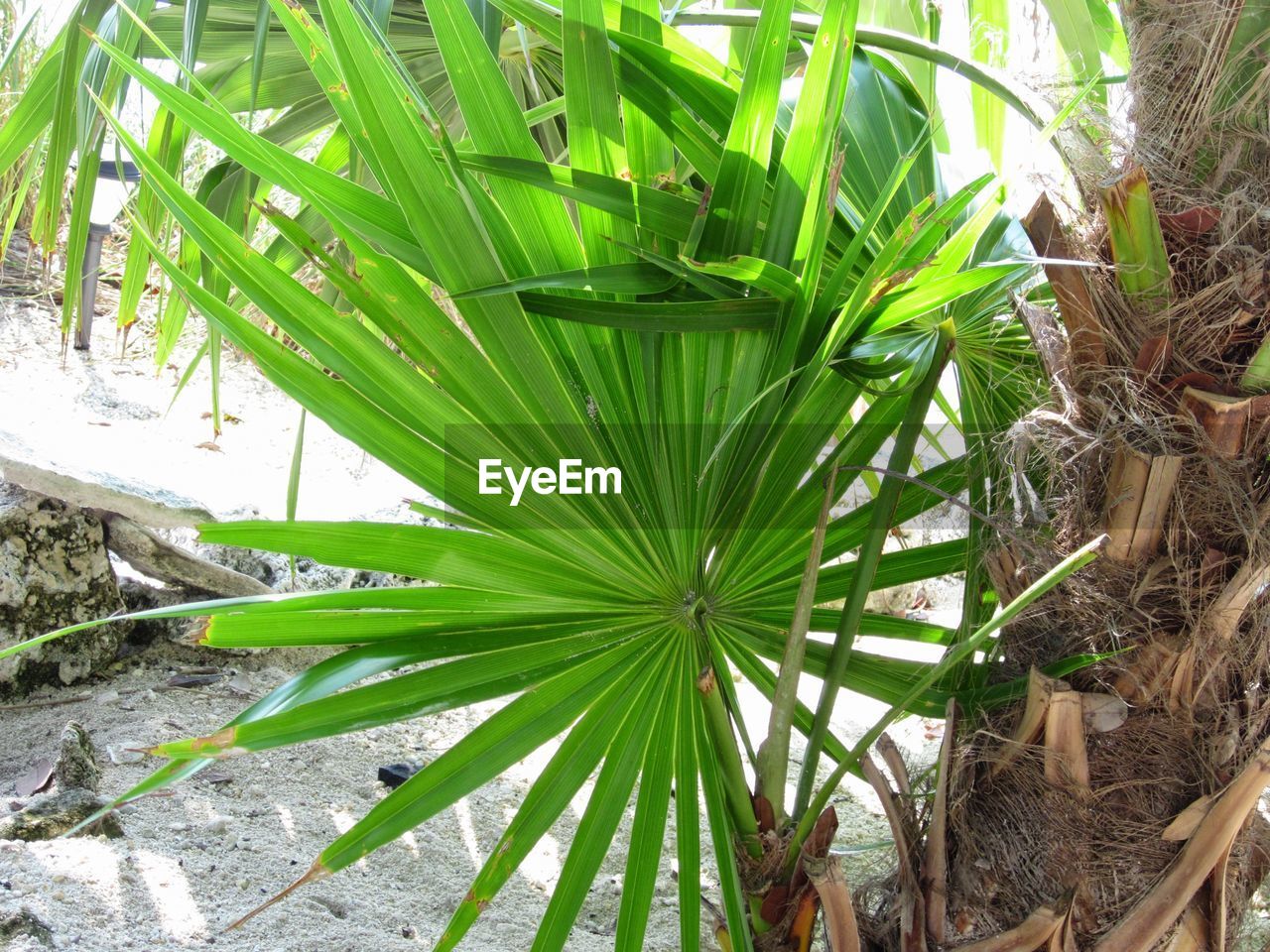 CLOSE-UP OF PLANTS