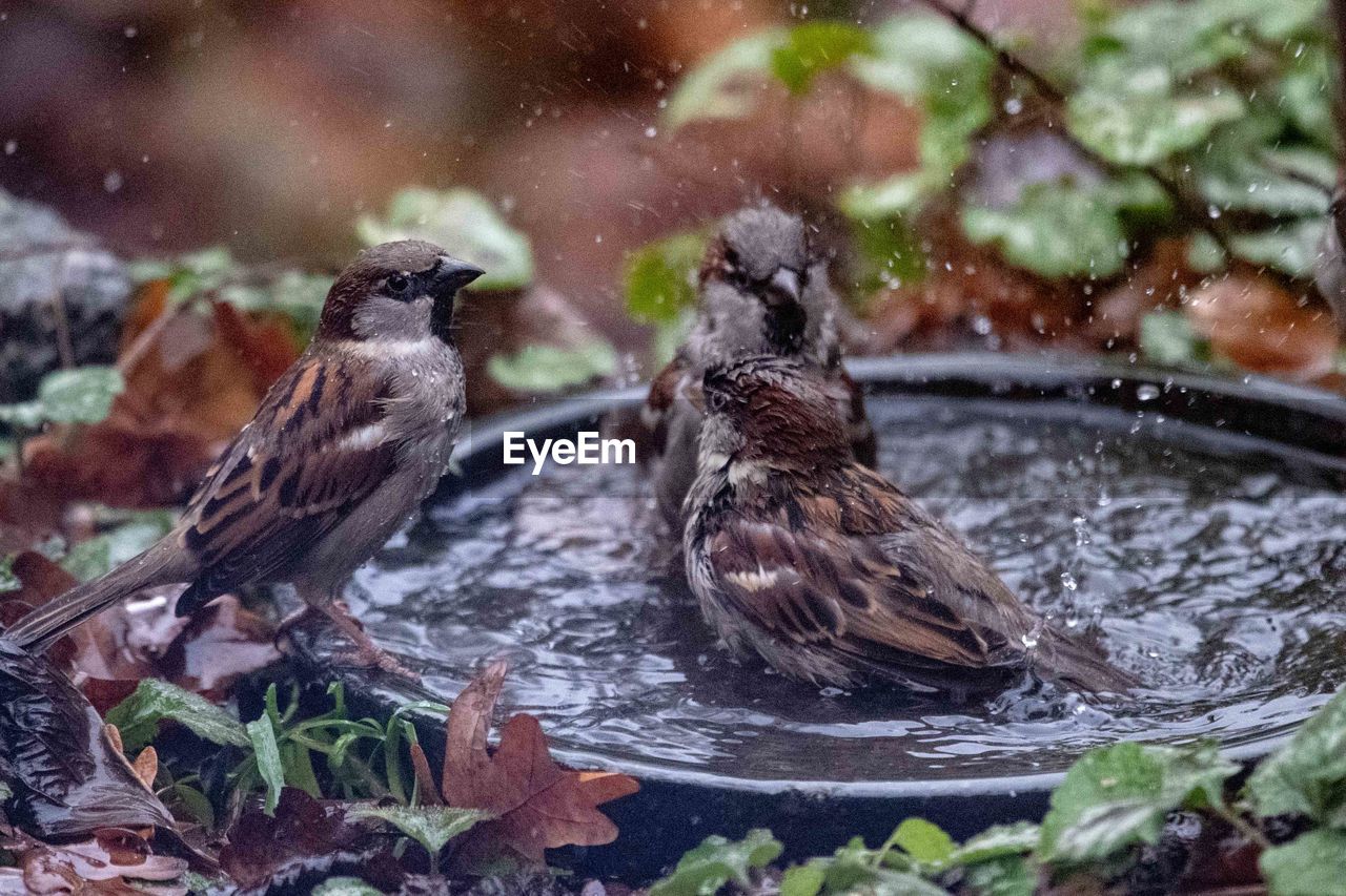 CLOSE-UP OF BIRDS IN WATER
