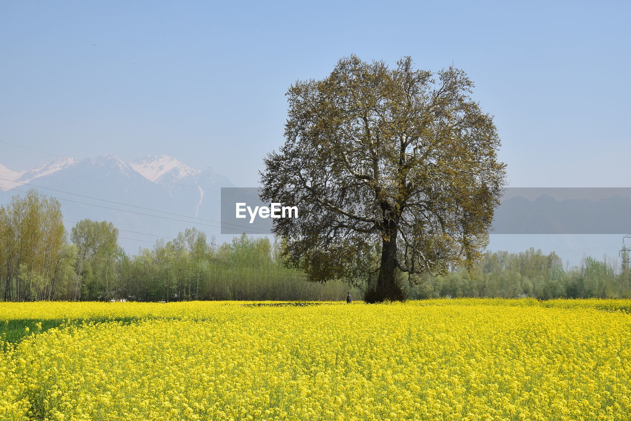 Scenic view of oilseed rape field against sky