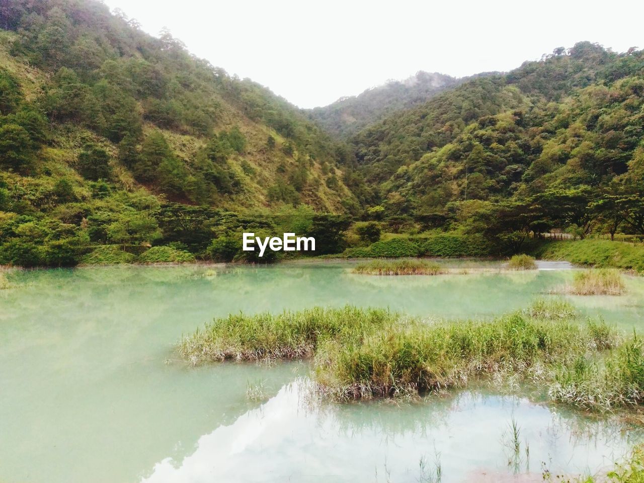 SCENIC VIEW OF LAKE AND TREES IN FOREST