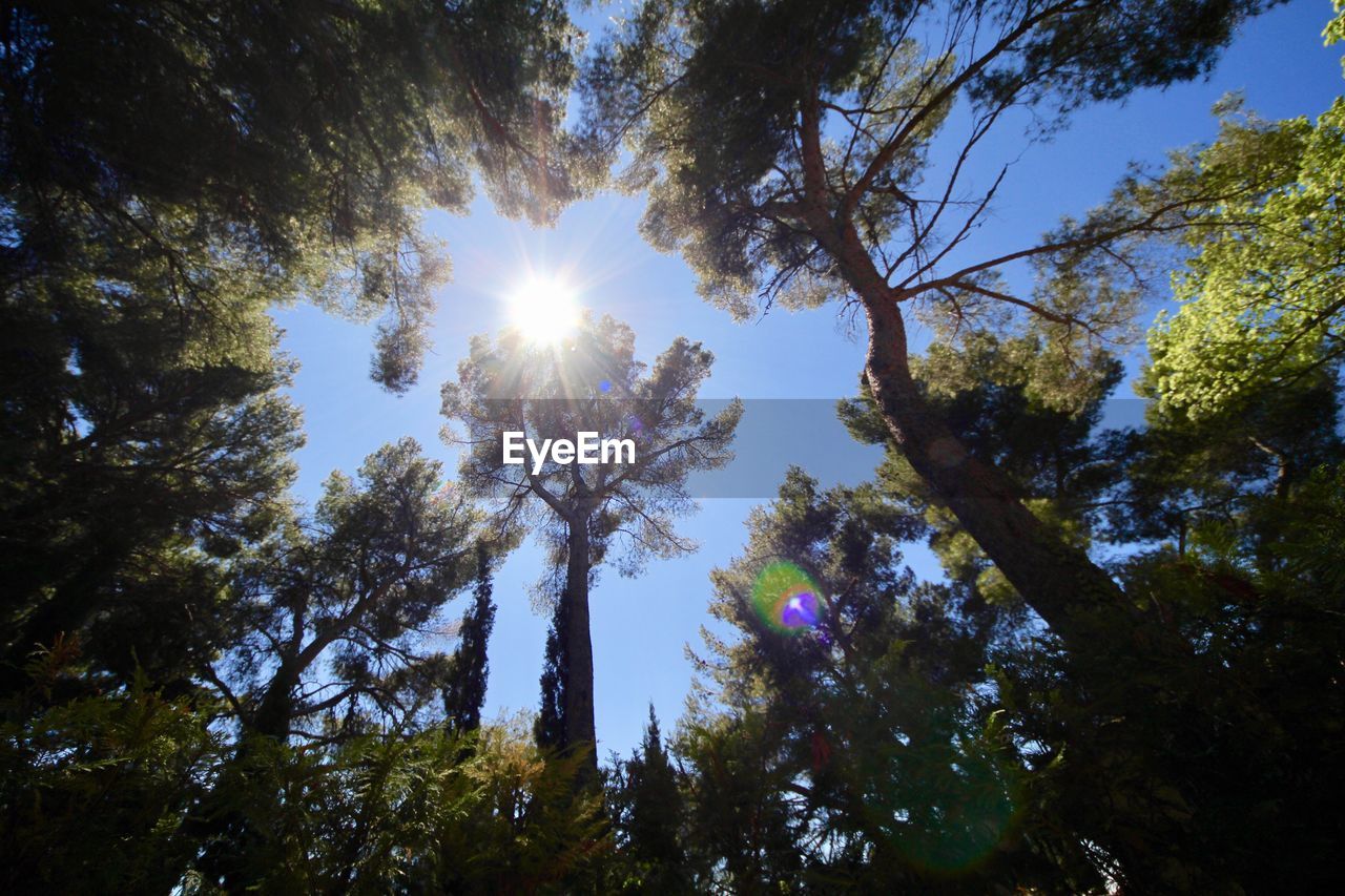 Low angle view of trees against sky