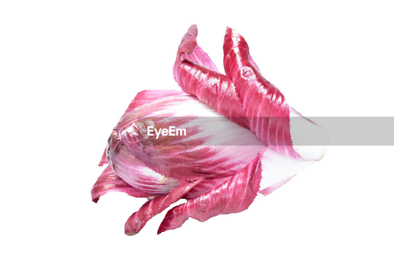 Red purple endive isolated on white background