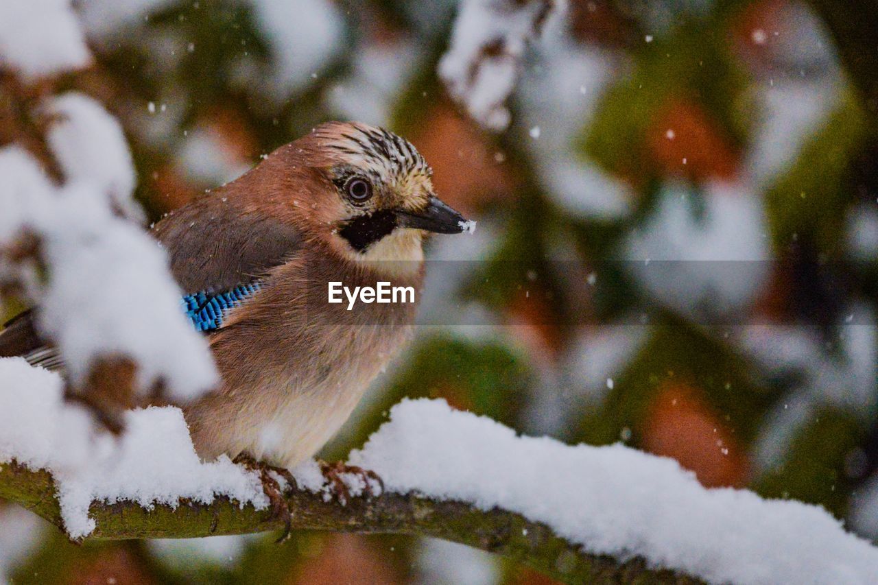 Close-up of bird perching on snowy branch