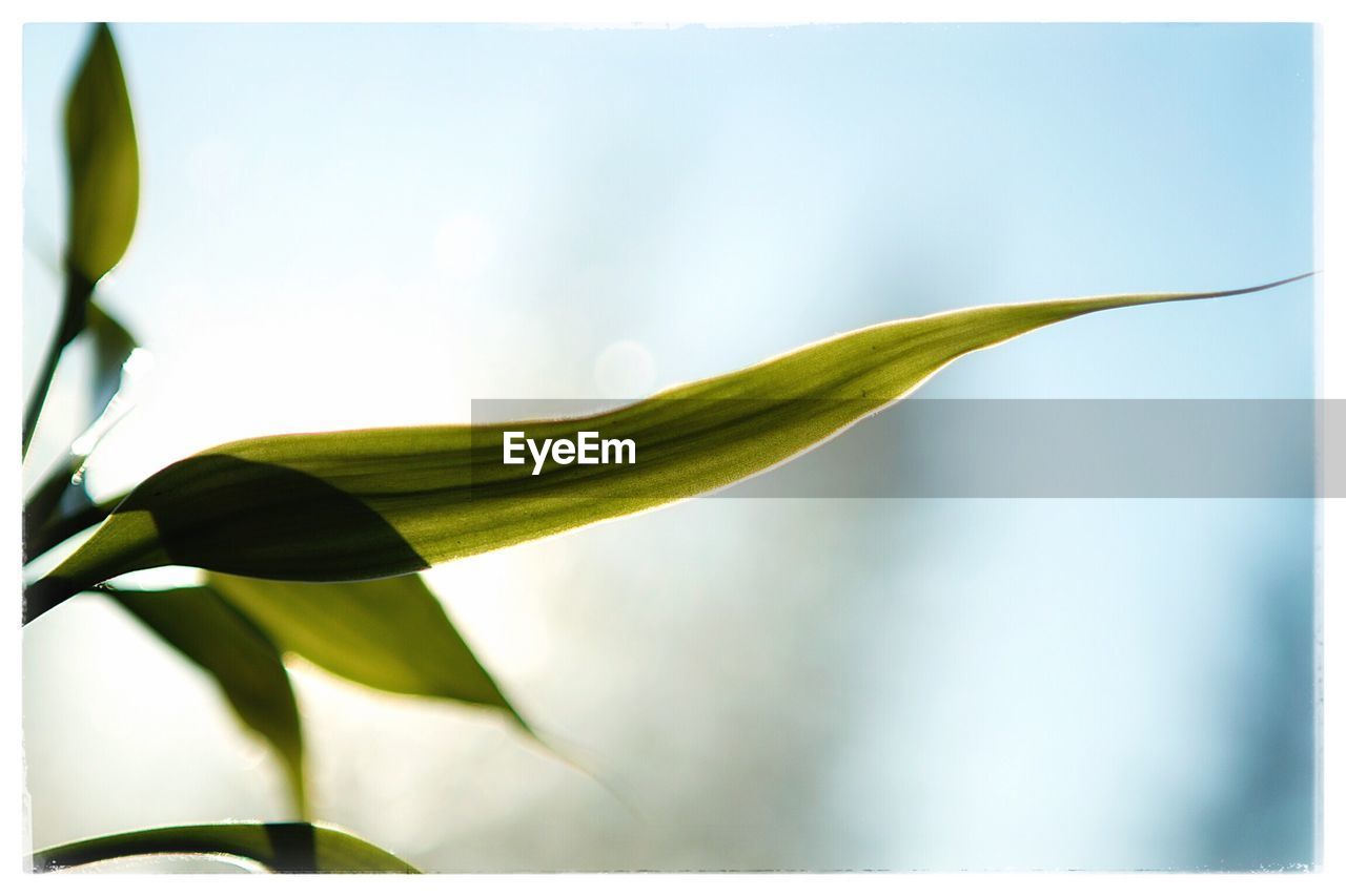 CLOSE-UP OF PLANT LEAF