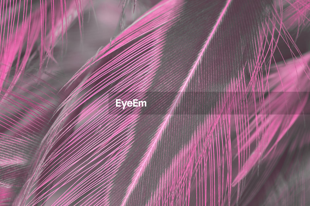 Beautiful pink violet feather pattern texture background