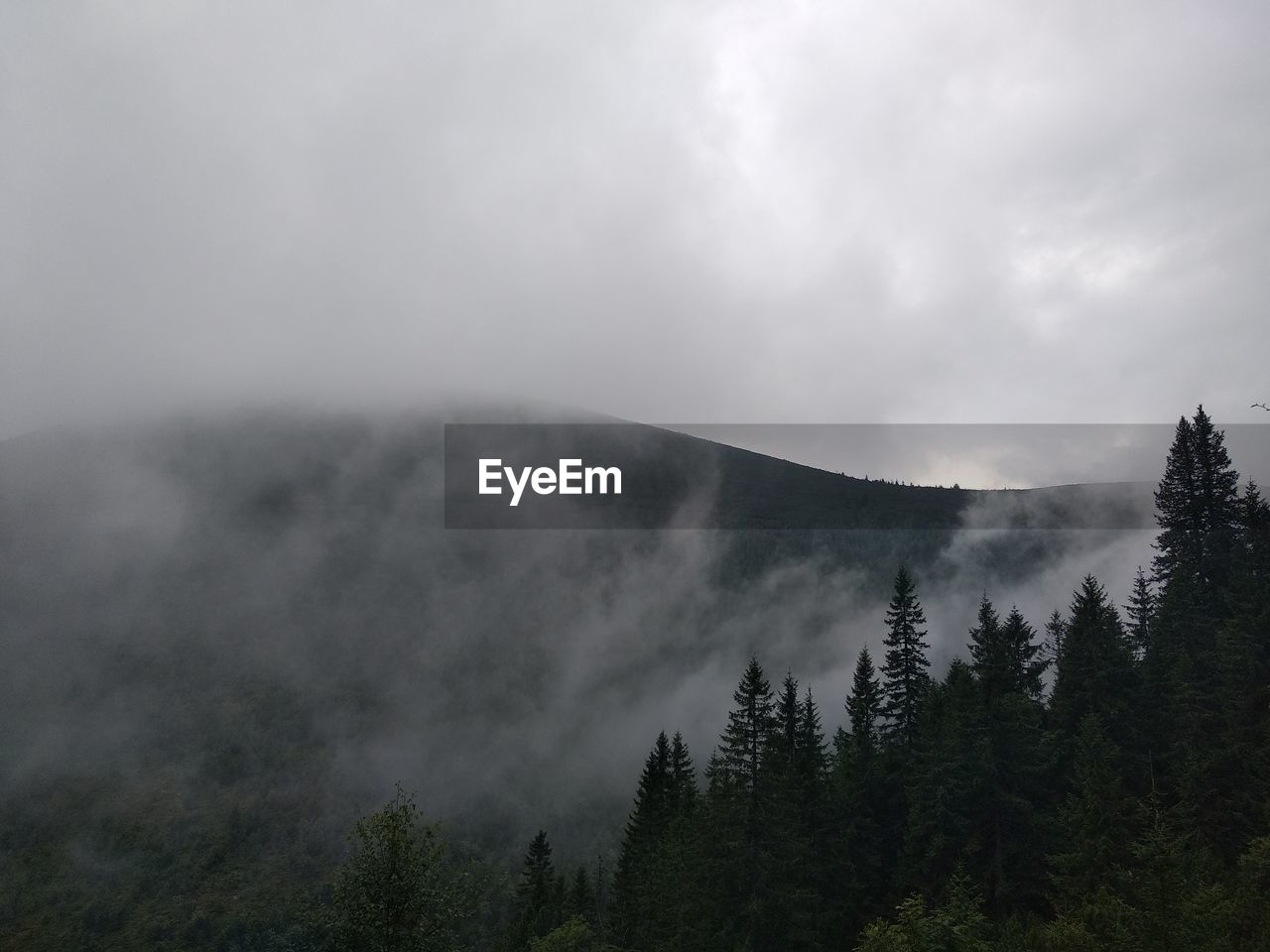 SCENIC VIEW OF TREES AGAINST SKY