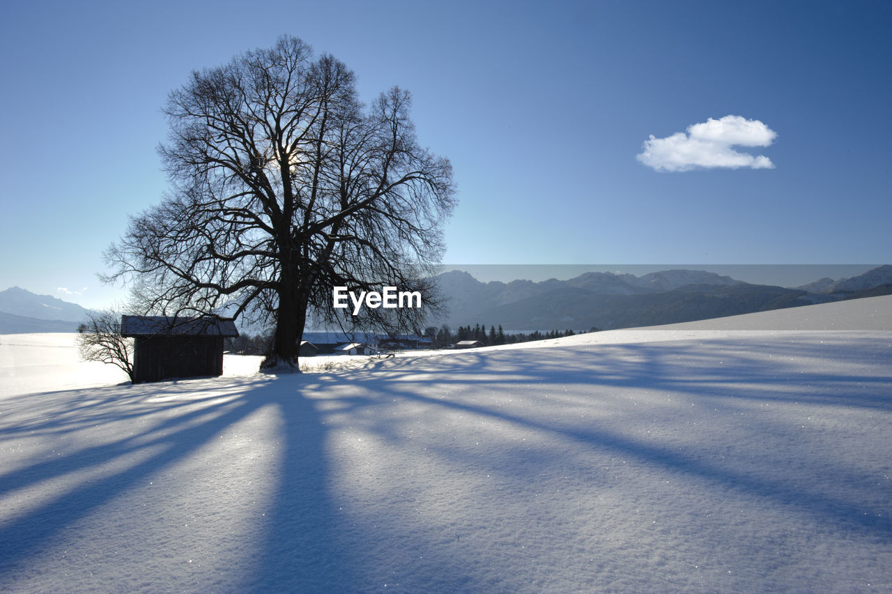 Bare tree on snow covered field against sky