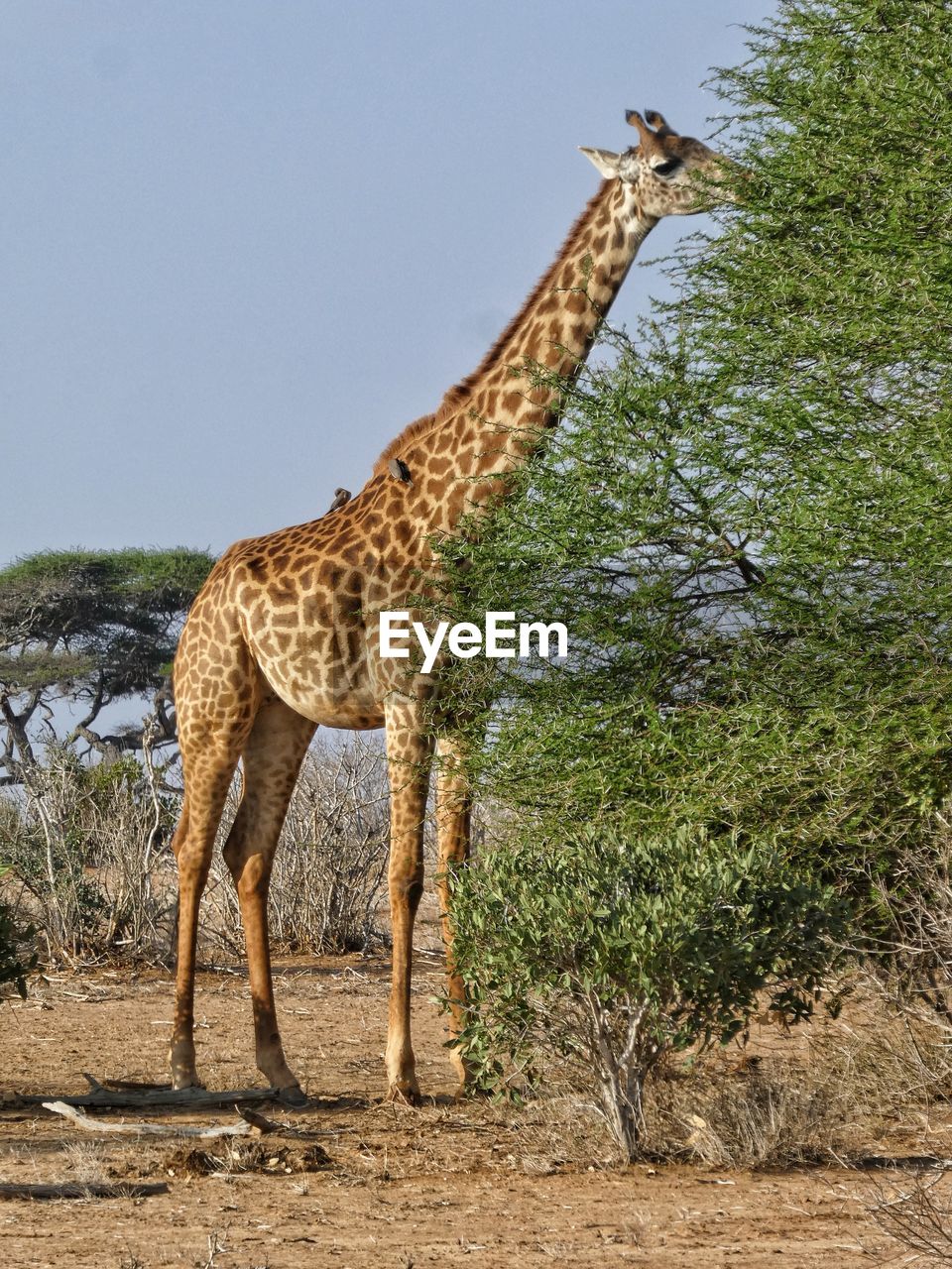 Giraffe standing amidst trees against sky