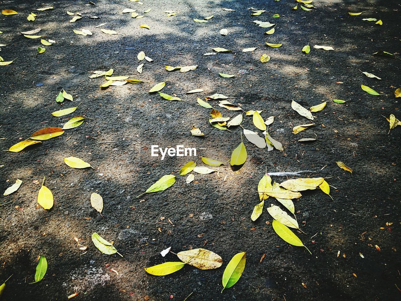 HIGH ANGLE VIEW OF YELLOW FALLEN AUTUMN LEAVES ON GROUND
