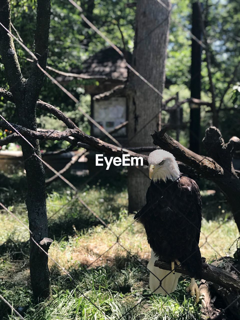 VIEW OF BIRD ON TREE TRUNK