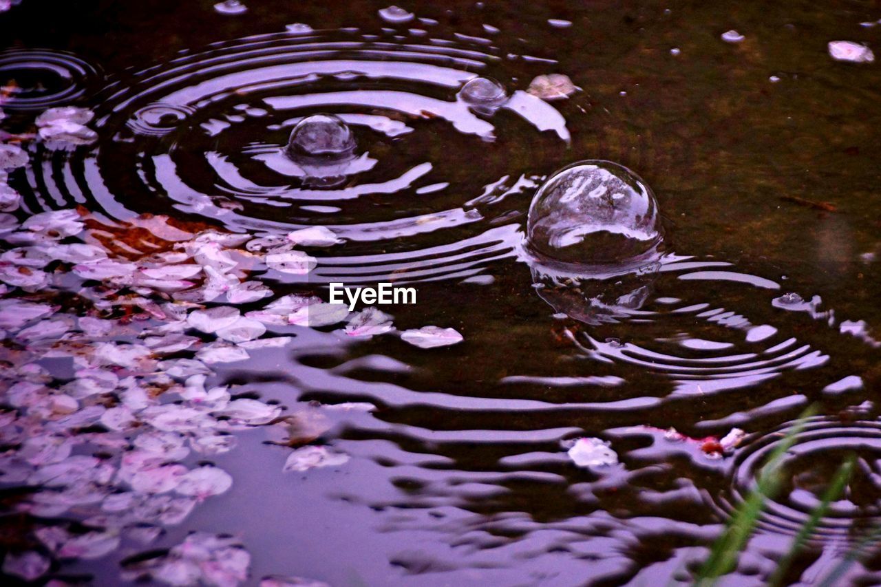 Flower petals floating in pond