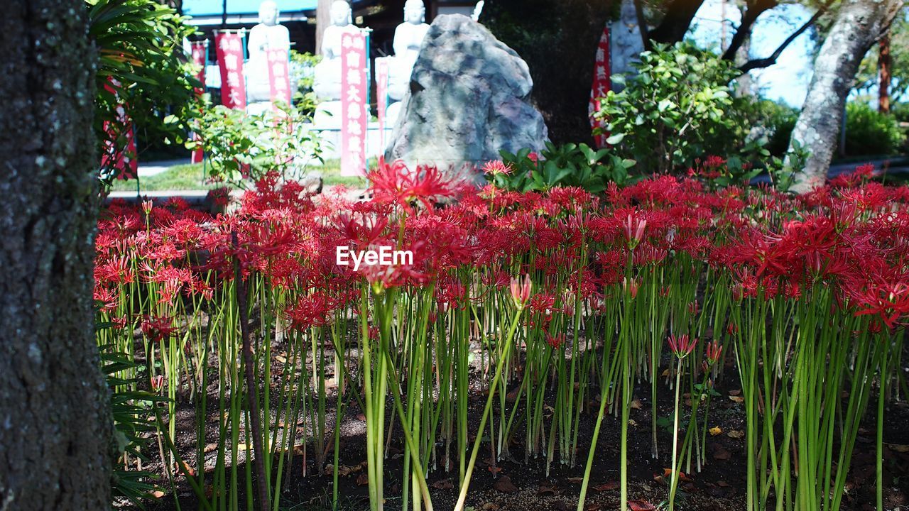 CLOSE-UP OF RED FLOWERS