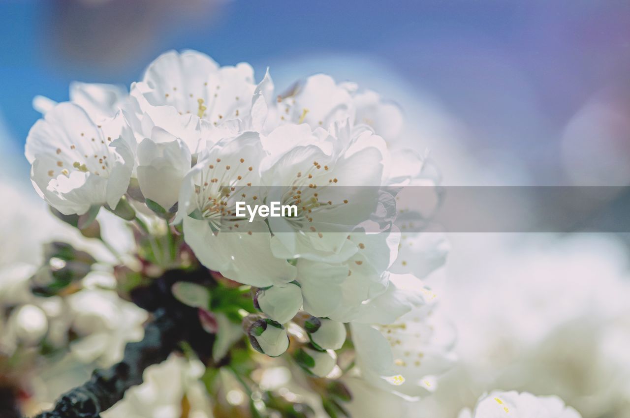 Close-up of white cherry blossom