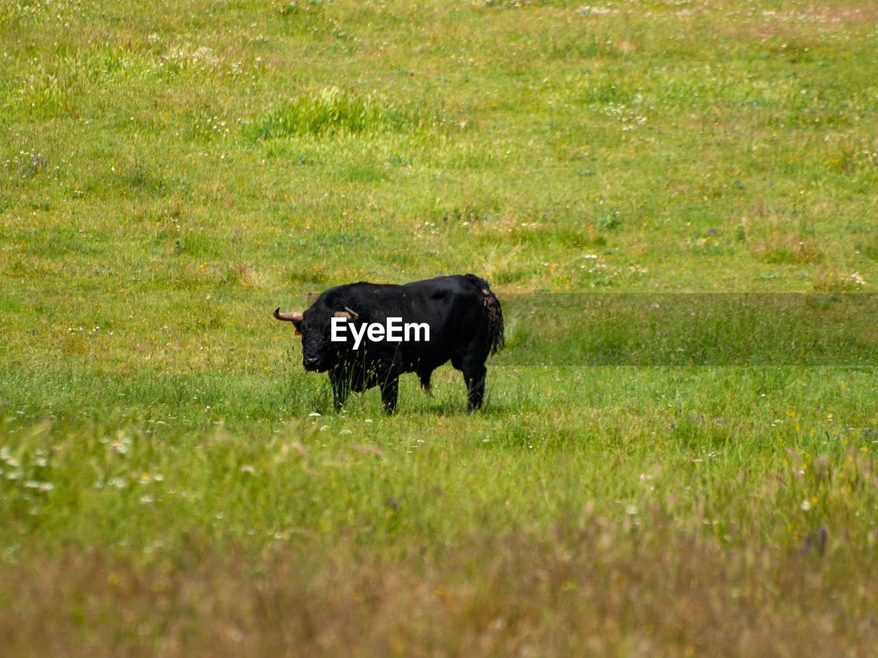 BLACK DOG LYING ON GRASS