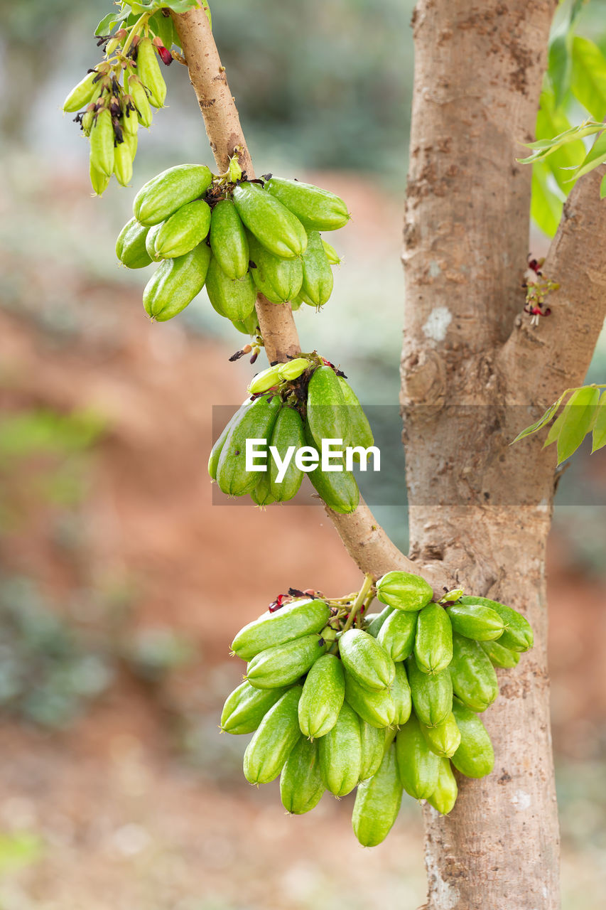 CLOSE-UP OF FRUIT GROWING ON TREE TRUNK