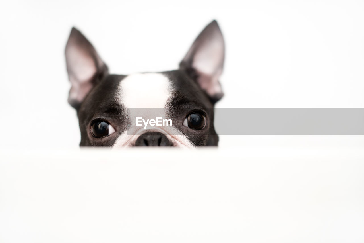 one animal, animal themes, pet, animal, dog, mammal, domestic animals, lap dog, canine, portrait, looking at camera, french bulldog, white background, animal body part, studio shot, no people, indoors, copy space, cute, animal head, young animal, carnivore, close-up, cut out, looking