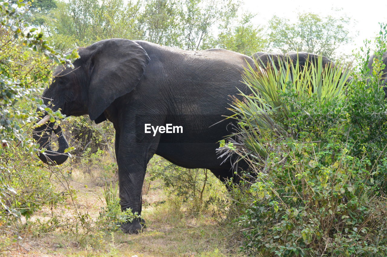 ELEPHANT IN A FOREST