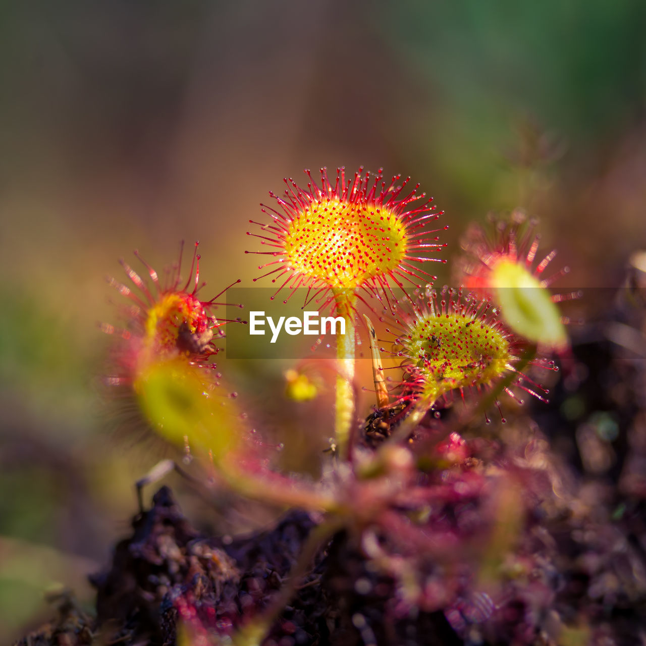 A beautiful sundew growing in the wetlands. sundew plant leaves. carnivorous plant.