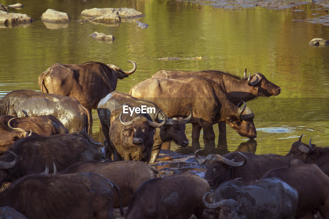 HERD OF A SHEEP IN A LAKE