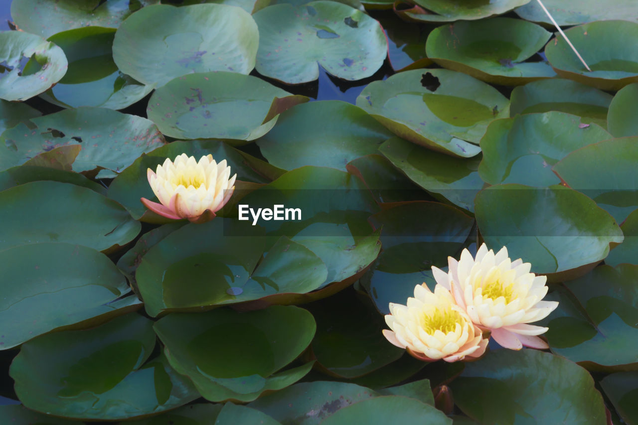 Beauty In Nature Close-up Floating Floating On Water Flower Flower Head Flowering Plant Fragility Freshness Growth Inflorescence Lake Leaf Leaves Lotus Water Lily Nature No People Outdoors Petal Plant Plant Part Pollen Vulnerability  Water Water Lily